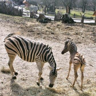 ZOO Jihlava